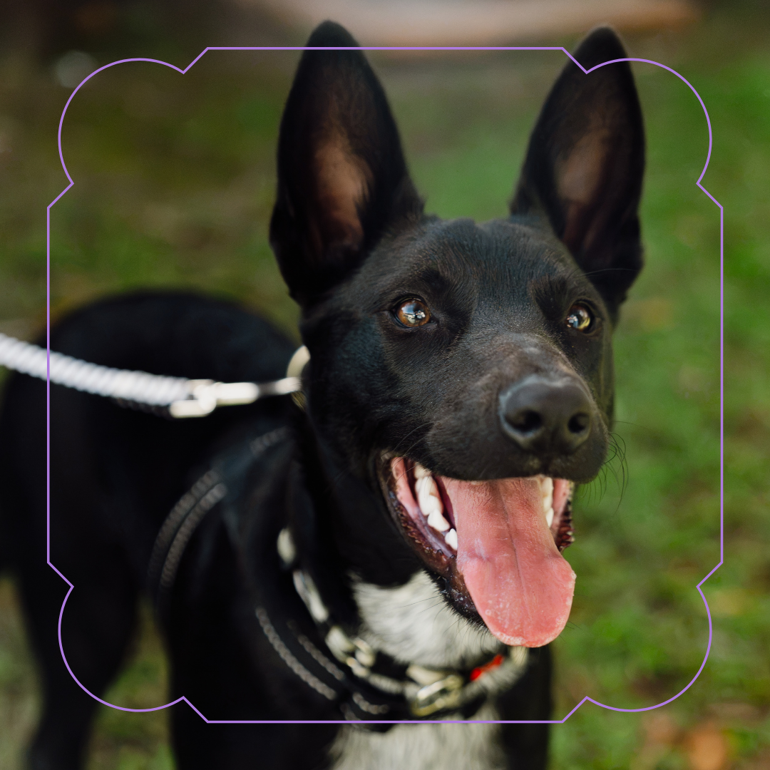 Willy the black kelpie