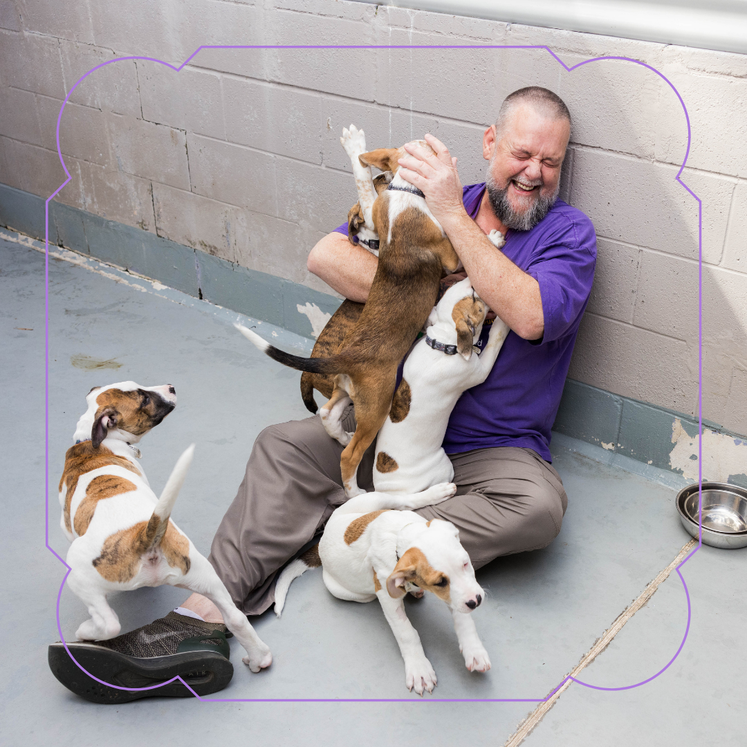 Several small white and brown puppies climbing on the lap of a laughing AWLQ volunteer